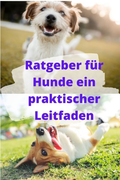 Ratgeber für Hunde ein praktischer Leitfaden