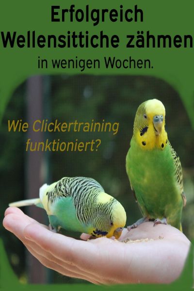 Erfolgreich Wellensittiche zähmen in wenigen Wochen. Wie funktioniert Clickertraining mit Wellensitt