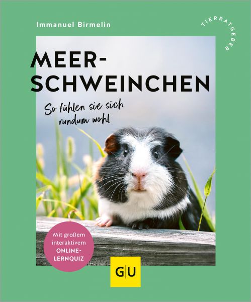 Meerschweinchen