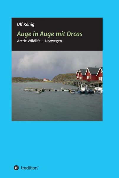 Auge in Auge mit Orcas