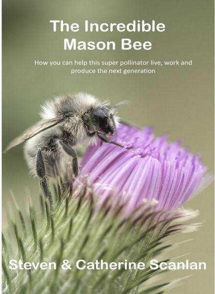 The Incredible Mason Bee