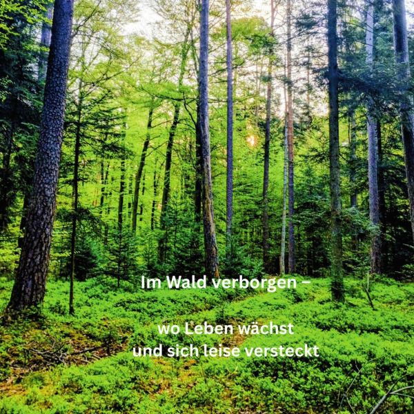 Im Wald verborgen – wo Leben wächst und sich leise versteckt